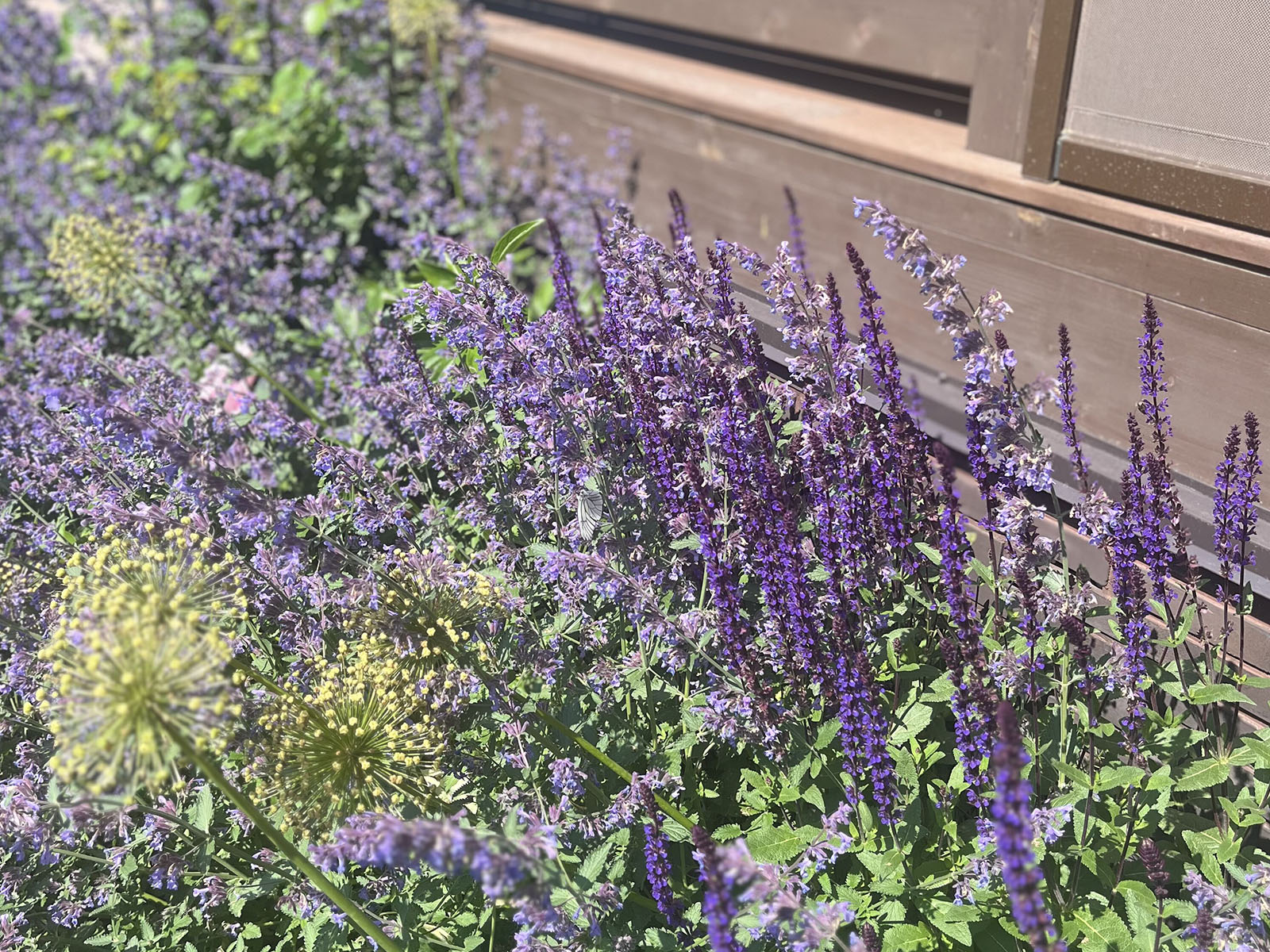 Русский Provence 3